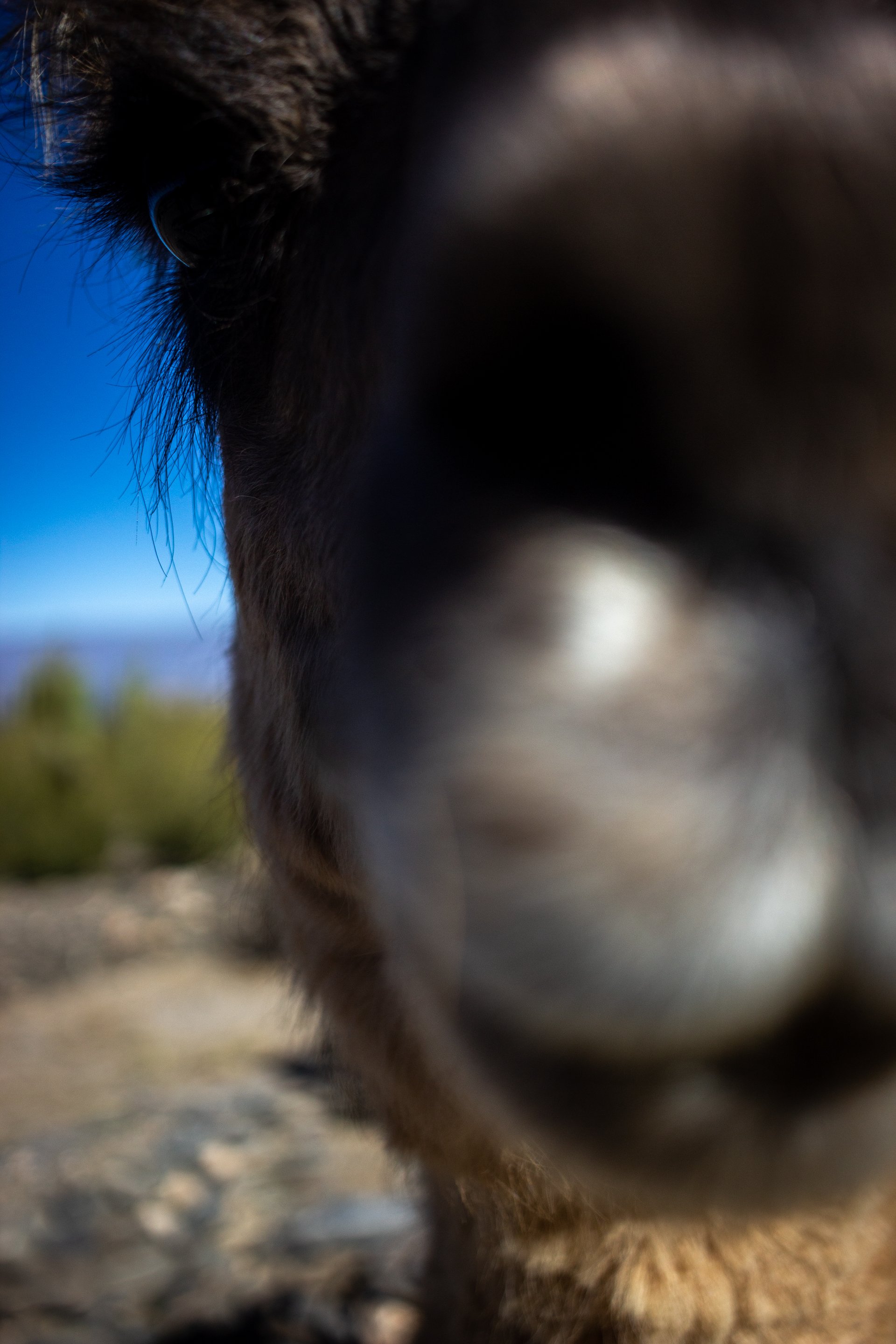 Llamas