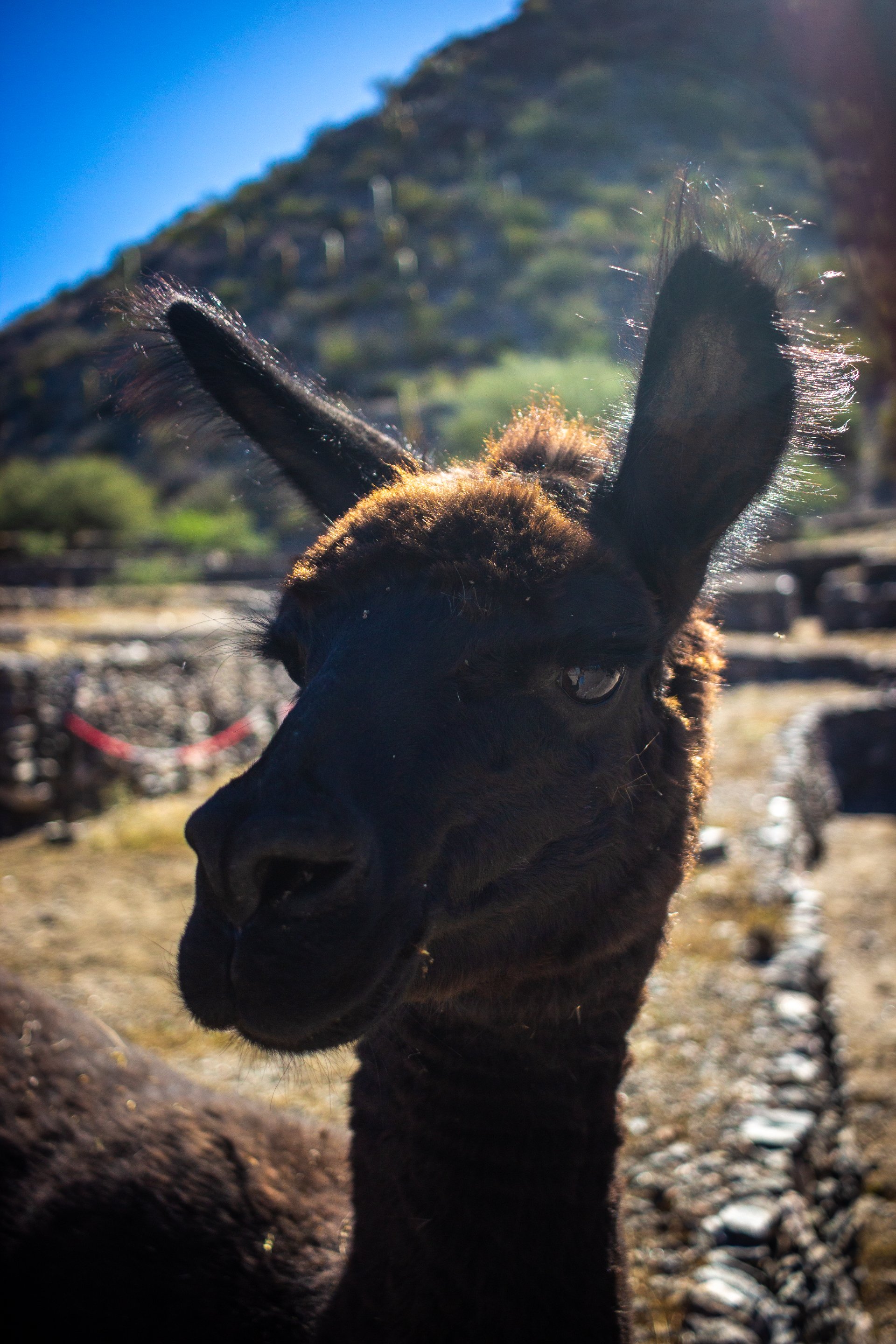 Llamas